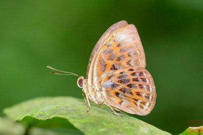 Taxila haquinus haquinus (Harlequin)