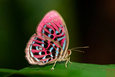 Paralaxita damajanti damajanti (The Malay Red Harlequin)