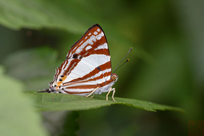 Dodona deodata deodata (The White Punch)