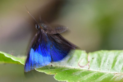 Mandarinia regalis baronesa (The Mandarin)