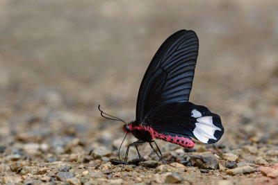 Atrophaneura varuna zaleucus (The Burmese Batwing)