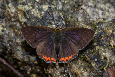 Heliophorus indicus (The Indian Purple Sapphire)