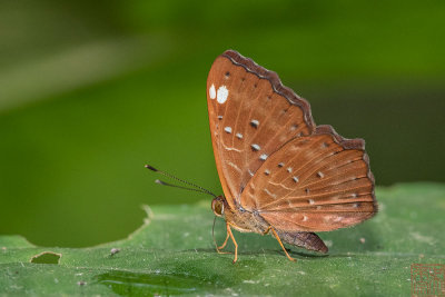 Zemeros flegyas allica (The Common Punchinello)