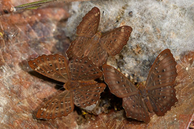 Zemeros flegyas allica (The Common Punchinello)