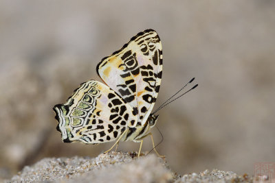 Symbrenthia hypselis sinis (The Himalayan Jester)