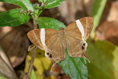 Abisara neophron chelina (The Tailed Judy)
