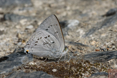 Ancema ctesia ctesia (The Bi-spot Royal)