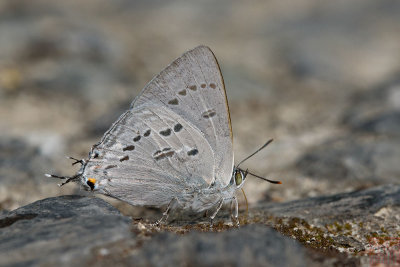 Ancema ctesia ctesia (The Bi-spot Royal)