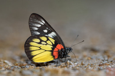 Delias pasithoe thyra (The Red-base Jezebel)
