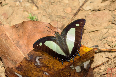 Polyura athamas athamas (The Common Nawab)