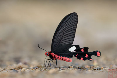 Atrophaneura polyeuctes polyeuctes (The Common Windmill)