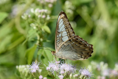 Parthenos sylvia apicalis (The Clipper)