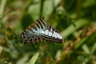 Parthenos sylvia apicalis (The Clipper)