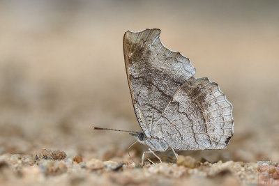 Laringa horsfieldi glaucescens (The Banded Dandy)