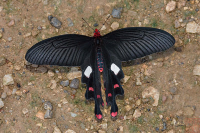 Atrophaneura polyeuctes polyeuctes (The Common Windmill)