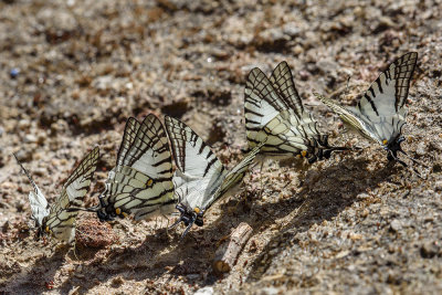Graphium mandarinum kimurai (The Spectacle Swordtail)