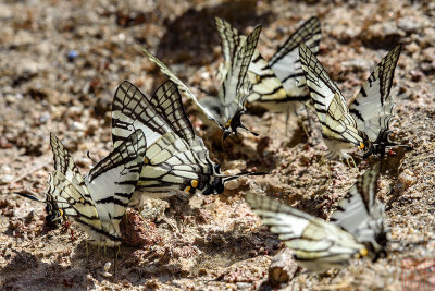 Graphium mandarinum kimurai (The Spectacle Swordtail)