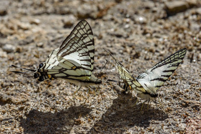 Graphium mandarinum kimurai (The Spectacle Swordtail)