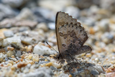 Orthomiella rantaizana rovorea (The Chinese Straight-wing Blue)