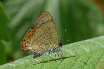 Heliophorus brahma mogota (The Golden Sapphire)
