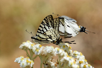 Graphium mandarinum kimurai (The Spectacle Swordtail)