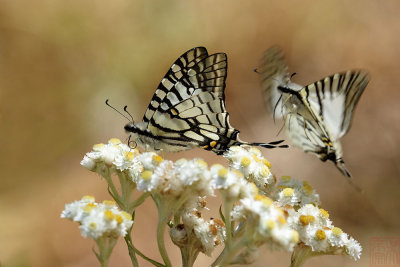 Graphium mandarinum kimurai (The Spectacle Swordtail)