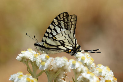 Graphium mandarinum kimurai (The Spectacle Swordtail)