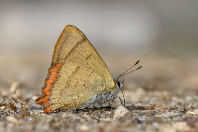 Heliophorus brahma mogota (The Golden Sapphire)