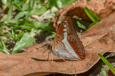 Sumalia daraxa daraxa (The Green Commodore)
