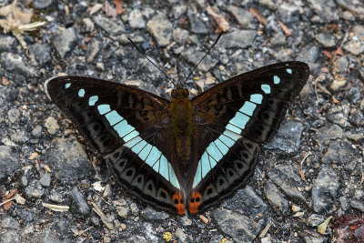 Sumalia daraxa daraxa (The Green Commodore)