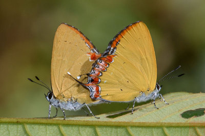 Heliophorus indicus (The Indian Purple Sapphire)