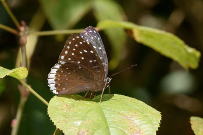 Stibochiona nicea subucula (The Popinjay)