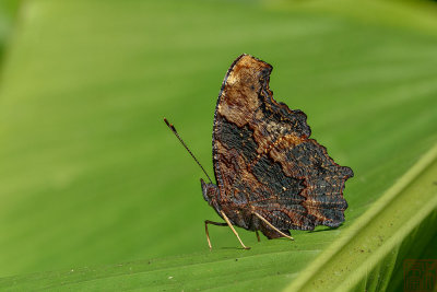 Kaniska canace canace (The Blue Admiral)