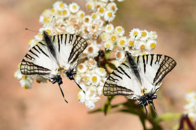 Graphium mandarinum kimurai (The Spectacle Swordtail)