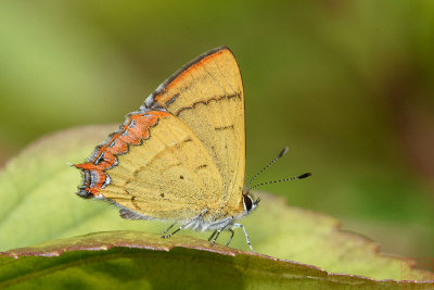 Heliophorus brahma mogota (The Golden Sapphire)