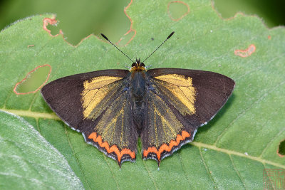 Heliophorus brahma mogota (The Golden Sapphire)