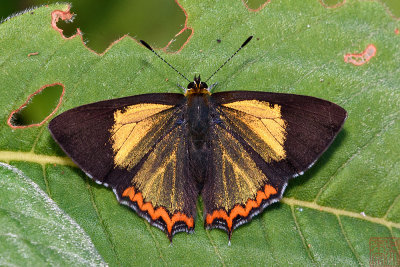 Heliophorus brahma mogota (The Golden Sapphire)