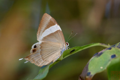 Abisara neophron chelina (The Tailed Judy)