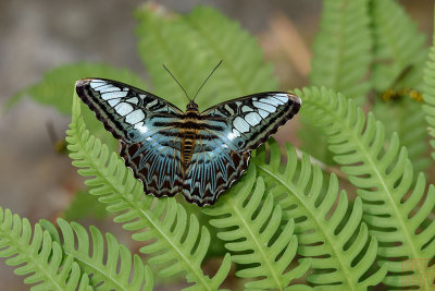Parthenos sylvia apicalis (The Clipper)