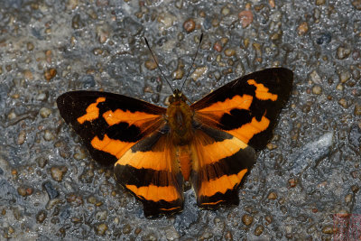 Symbrenthia hypselis sinis (The Himalayan Jester)