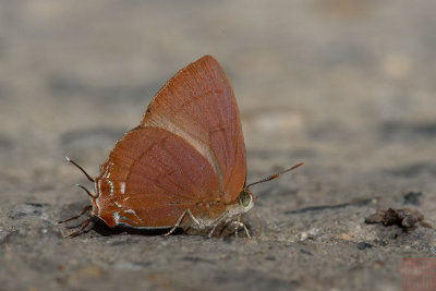 Remelana jangala (Chocalate Royal)