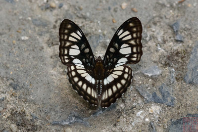 Athyma ranga obsolescens (Black Veined Sergeant)