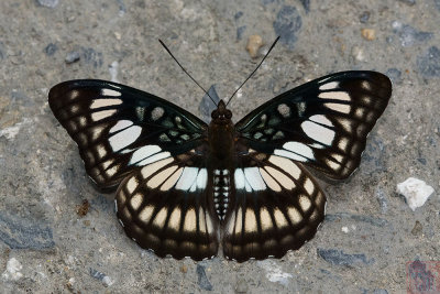 Athyma ranga obsolescens (Black Veined Sergeant)