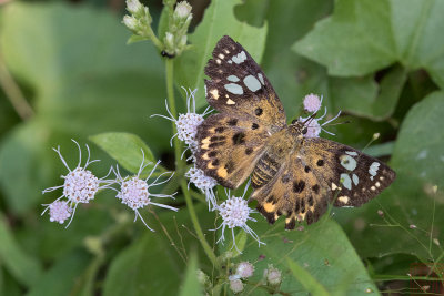 Coladenia indrani uposathra (The Tricolor Pied Flat)