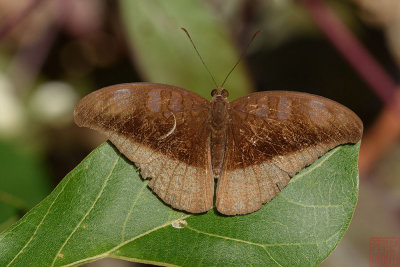 _LC05345x.jpg