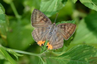 Spindasis lohita senama (The Long-banded Silverline)