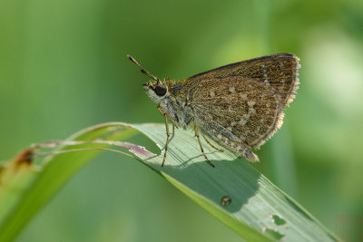 Aeromachus pygmaeus (The Pygmy Scrub Hopper)
