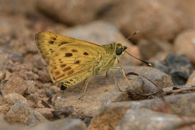 Salanoemia similis (The Similar Streak Darter)