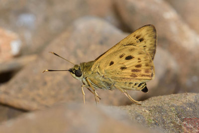 Salanoemia similis (The Similar Streak Darter)