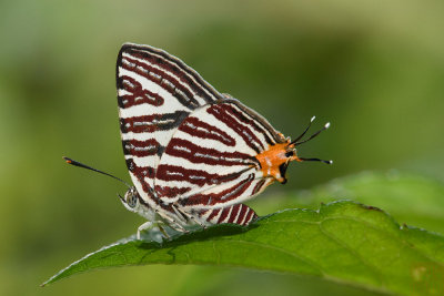 Spindasis lohita senama (The Long-banded Silverline)